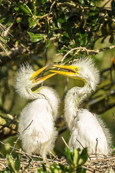 Florida-Anastasia Island-Alligator Farm Great egret chicks on nest